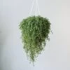 Pilea Depressa 'Baby Tears' - 4.5 Inch Hanging Basket -Ed's plant shop pilea depressa mother of thousands 45 inch hanging basket 786284
