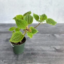 Pilea 'Moon Valley' - Moon Valley -Ed's plant shop pilea moon valley moon valley 455167