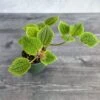 Pilea 'Moon Valley' - Moon Valley -Ed's plant shop pilea moon valley moon valley 614629