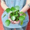Pilea Peperomioides 'Friendship Plant' -Ed's plant shop pilea peperomioides friendship plant various sizes available 662125