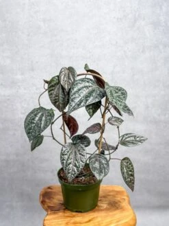 Piper Crocatum - Celebes Pepper -Ed's plant shop piper crocatum celebes pepper hoop 447900