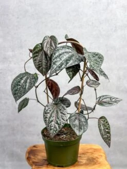 Piper Crocatum - Celebes Pepper -Ed's plant shop piper crocatum celebes pepper hoop 573717