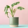 Plant Animal - Anteater -Ed's plant shop plant animal anteater 944530