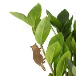 Plant Animal - Raccoon -Ed's plant shop plant animal raccoon 664875