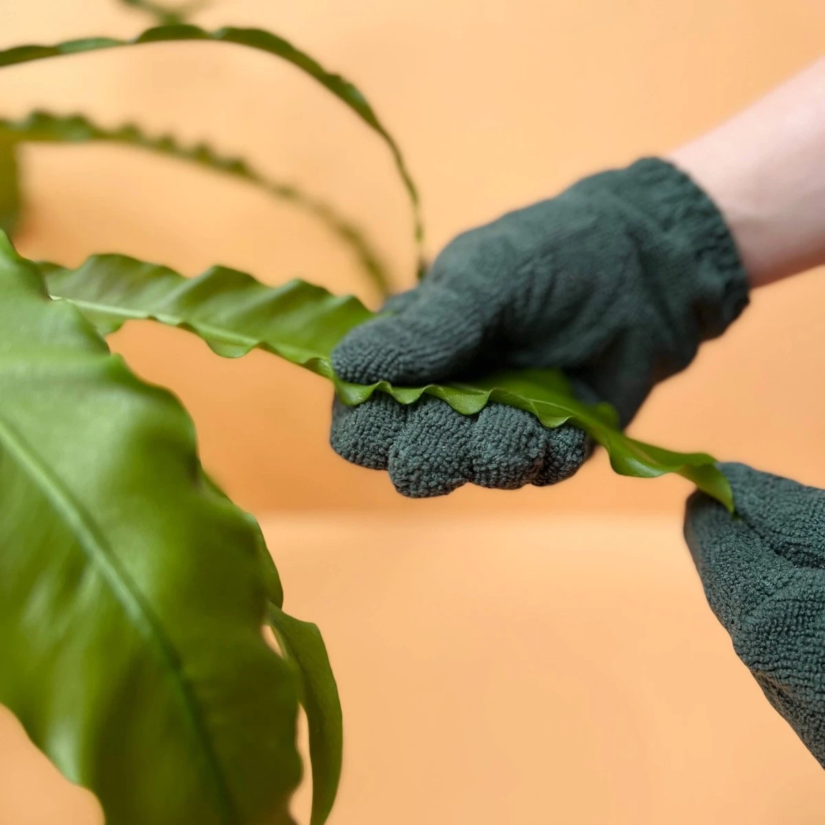Plant Cleaning Gloves - Reusable Microfiber Leaf Care Gloves 5 Plant Cleaning Gloves - Reusable Microfiber Leaf Care Gloves - Image 3