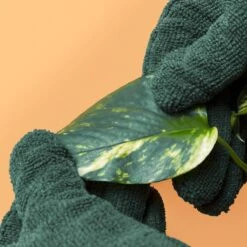Plant Cleaning Gloves - Reusable Microfiber Leaf Care Gloves 11 Plant Cleaning Gloves - Reusable Microfiber Leaf Care Gloves -Ed's plant shop plant cleaning gloves reusable microfiber leaf care gloves 183652