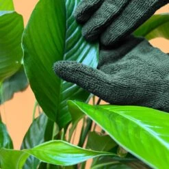 Plant Cleaning Gloves - Reusable Microfiber Leaf Care Gloves 12 Plant Cleaning Gloves - Reusable Microfiber Leaf Care Gloves -Ed's plant shop plant cleaning gloves reusable microfiber leaf care gloves 778649