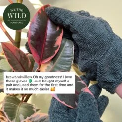 Plant Cleaning Gloves - Reusable Microfiber Leaf Care Gloves 13 Plant Cleaning Gloves - Reusable Microfiber Leaf Care Gloves -Ed's plant shop plant cleaning gloves reusable microfiber leaf care gloves 872862