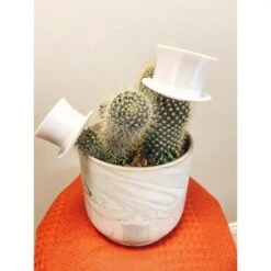 Plant Hats -Ed's plant shop plant hats 229630