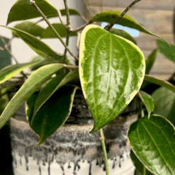 Plant Perfection - Leaf Shine For Houseplants -Ed's plant shop plant perfection leaf shine for houseplants 697798