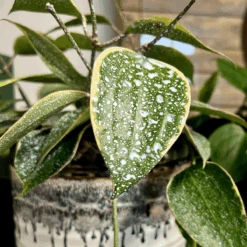 Plant Perfection - Leaf Shine For Houseplants -Ed's plant shop plant perfection leaf shine for houseplants 770137