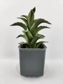 Plastec 4″ Eco-Friendly Mini Saucer – 50% Recycled PET, Made In USA -Ed's plant shop plastec 4 eco friendly mini saucer 50 recycled pet made in usa 1199387