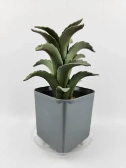 Plastec 4″ Eco-Friendly Mini Saucer – 50% Recycled PET, Made In USA -Ed's plant shop plastec 4 eco friendly mini saucer 50 recycled pet made in usa 7098680