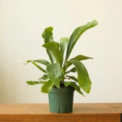 Platycerium Bifurcatum ‘Staghorn Fern’ Wood Plaque -Ed's plant shop platycerium bifurcatum staghorn fern wood plaque 768438