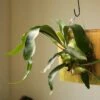 Platycerium Bifurcatum ‘Staghorn Fern’ Wood Plaque -Ed's plant shop platycerium bifurcatum staghorn fern wood plaque 832894
