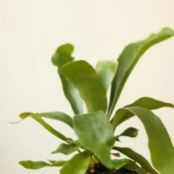 Platycerium Bifurcatum ‘Staghorn Fern’ Wood Plaque -Ed's plant shop platycerium bifurcatum staghorn fern wood plaque 991249