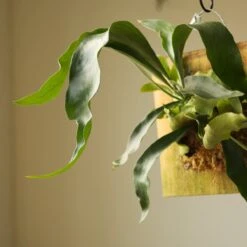 Platycerium Bifurcatum ‘Staghorn Fern’ Wood Plaque -Ed's plant shop platycerium bifurcatum staghorn fern wood plaque 999821