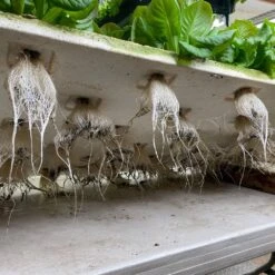 Plug & Play 4' LED Grow Lamp – T5 HO Sun White Pro Spectrum -Ed's plant shop plug play 4 led grow lamp t5 ho sun white pro spectrum 218816