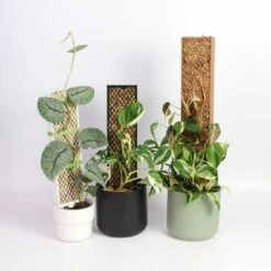 Plvnk Only - Plant Pole For Shingling Or Climbing Plants -Ed's plant shop plvnk only plant pole for shingling or climbing plants 679939