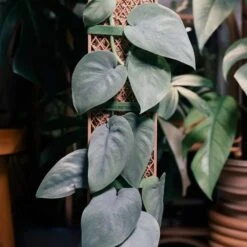 Plvnk Set For Shingling, Climbing Plants 10 Plvnk Set For Shingling, Climbing Plants -Ed's plant shop plvnk set for shingling climbing plants 760625