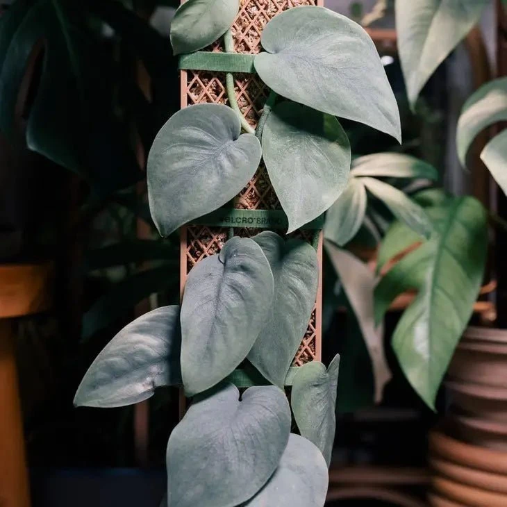 Plvnk Set For Shingling, Climbing Plants 5 Plvnk Set For Shingling, Climbing Plants - Image 3