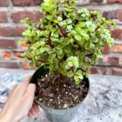 Portulacaria Afra - Elephant Bush - Various Sizes -Ed's plant shop portulacaria afra elephant bush various sizes 900784