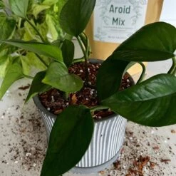Premium Aroid Potting Mix – Nutrient-Rich Soil For Healthy Growth -Ed's plant shop premium aroid potting mix nutrient rich soil for healthy growth 218160