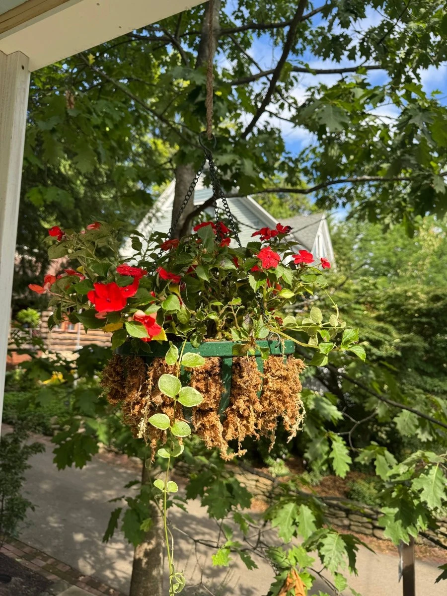 Premium Long Fiber Sphagnum Moss – Orchid & Kokedama Substrate (150g) 5 Premium Long Fiber Sphagnum Moss – Orchid & Kokedama Substrate (150g) - Image 3