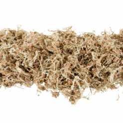 Premium Long Fiber Sphagnum Moss – Orchid & Kokedama Substrate (150g) 27 Premium Long Fiber Sphagnum Moss – Orchid & Kokedama Substrate (150g) -Ed's plant shop premium long fiber sphagnum moss orchid kokedama substrate 150g 4941164