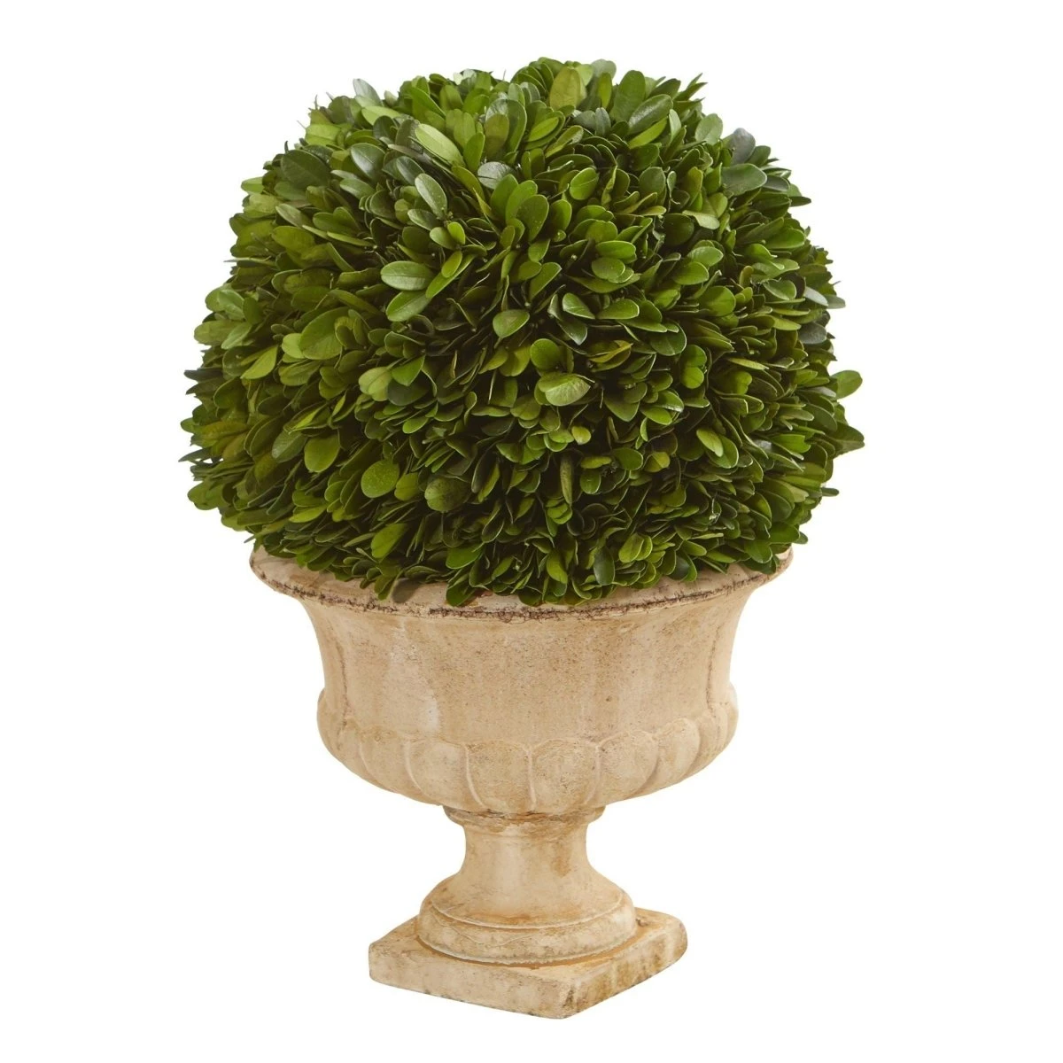 12-in Preserved Boxwood Ball In Decorative Urn 3 12-in Preserved Boxwood Ball In Decorative Urn