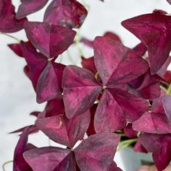 Purple Shamrock (Oxalis Triangularis) -Ed's plant shop purple shamrock oxalis triangularis various sizes 111391