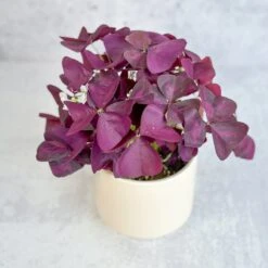 Purple Shamrock (Oxalis Triangularis) -Ed's plant shop purple shamrock oxalis triangularis various sizes 270487