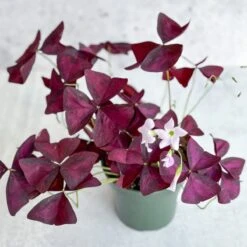 Purple Shamrock (Oxalis Triangularis) -Ed's plant shop purple shamrock oxalis triangularis various sizes 299416