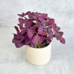 Purple Shamrock (Oxalis Triangularis) -Ed's plant shop purple shamrock oxalis triangularis various sizes 642774