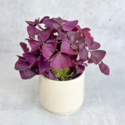 Purple Shamrock (Oxalis Triangularis) -Ed's plant shop purple shamrock oxalis triangularis various sizes 725244