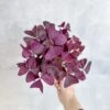 Purple Shamrock (Oxalis Triangularis) -Ed's plant shop purple shamrock oxalis triangularis various sizes 877475
