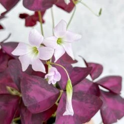 Purple Shamrock (Oxalis Triangularis) -Ed's plant shop purple shamrock oxalis triangularis various sizes 966065