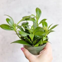 Rapunzel Lipstick Plant - Aeschynanthus Japhrolepsis - 4 Inch -Ed's plant shop rapunzel lipstick plant aeschynanthus japhrolepsis 4 inch 490878