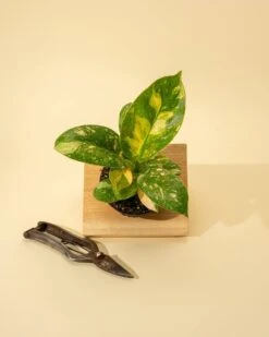 Rare Philodendron 'Copper Flame' – A Self-Heading Showstopper 23 Rare Philodendron 'Copper Flame' – A Self-Heading Showstopper -Ed's plant shop rare philodendron copper flame a self heading showstopper 251647