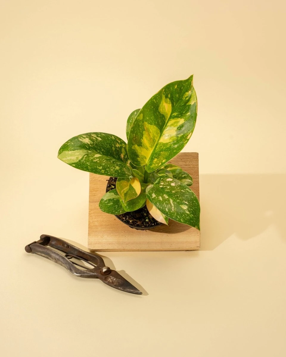 Rare Philodendron 'Copper Flame' – A Self-Heading Showstopper 6 Rare Philodendron 'Copper Flame' – A Self-Heading Showstopper - Image 4