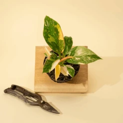 Rare Philodendron 'Copper Flame' – A Self-Heading Showstopper