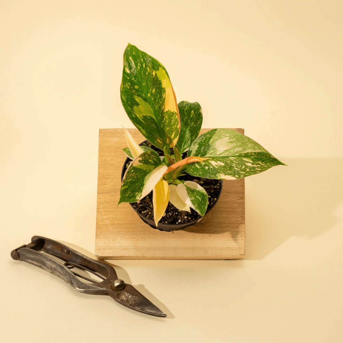 Rare Philodendron 'Copper Flame' – A Self-Heading Showstopper 3 Rare Philodendron 'Copper Flame' – A Self-Heading Showstopper