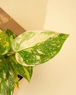 Rare Philodendron 'Copper Flame' – A Self-Heading Showstopper 33 Rare Philodendron 'Copper Flame' – A Self-Heading Showstopper -Ed's plant shop rare philodendron copper flame a self heading showstopper 321155