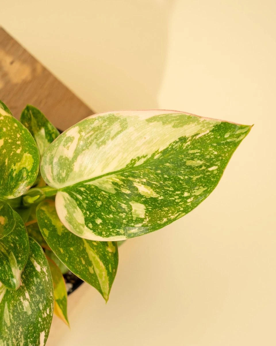 Rare Philodendron 'Copper Flame' – A Self-Heading Showstopper 16 Rare Philodendron 'Copper Flame' – A Self-Heading Showstopper - Image 14