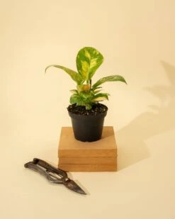 Rare Philodendron 'Copper Flame' – A Self-Heading Showstopper 24 Rare Philodendron 'Copper Flame' – A Self-Heading Showstopper -Ed's plant shop rare philodendron copper flame a self heading showstopper 468589