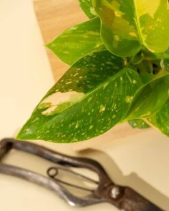 Rare Philodendron 'Copper Flame' – A Self-Heading Showstopper 35 Rare Philodendron 'Copper Flame' – A Self-Heading Showstopper -Ed's plant shop rare philodendron copper flame a self heading showstopper 546109