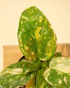 Rare Philodendron 'Copper Flame' – A Self-Heading Showstopper 31 Rare Philodendron 'Copper Flame' – A Self-Heading Showstopper -Ed's plant shop rare philodendron copper flame a self heading showstopper 557755