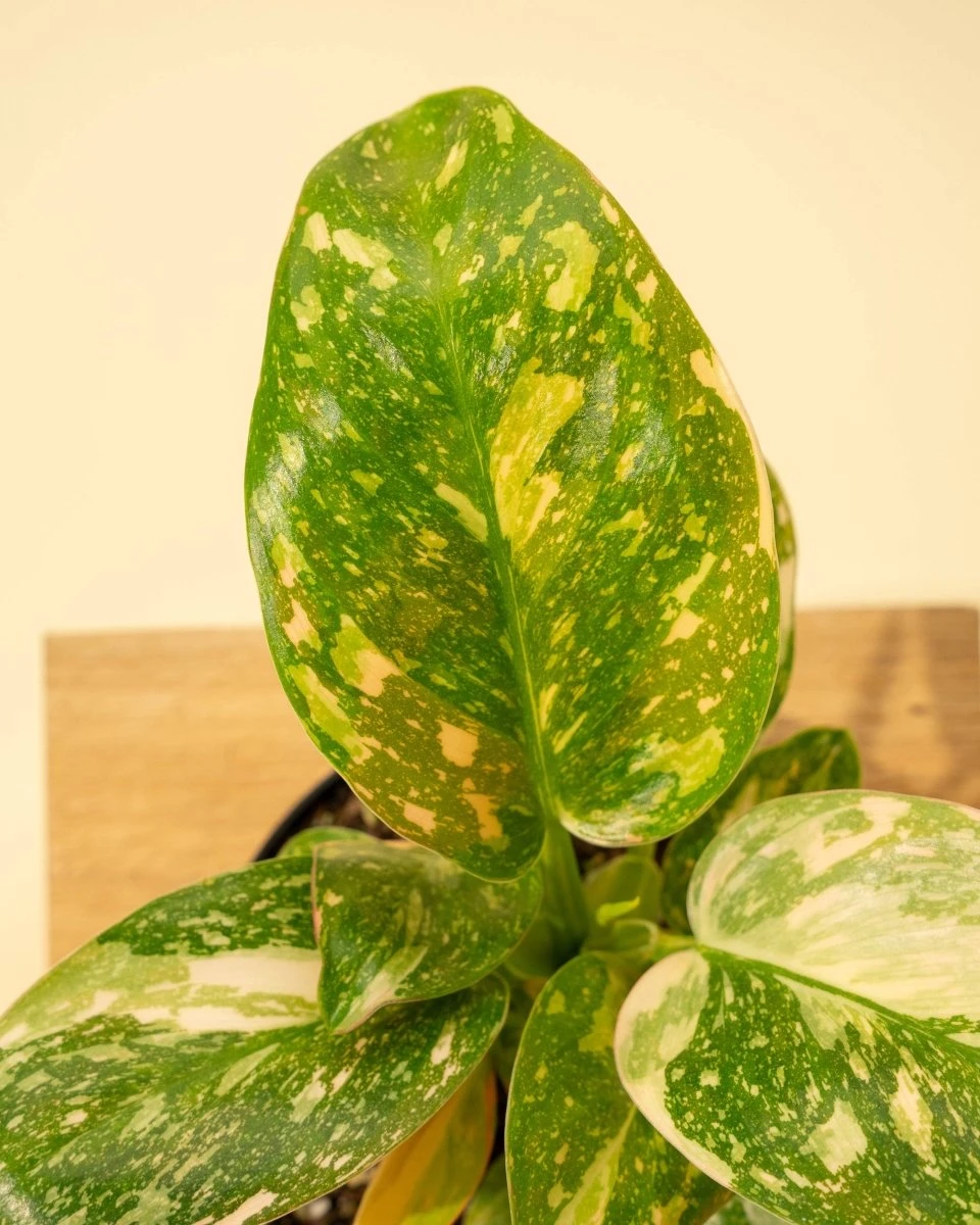 Rare Philodendron 'Copper Flame' – A Self-Heading Showstopper 14 Rare Philodendron 'Copper Flame' – A Self-Heading Showstopper - Image 12