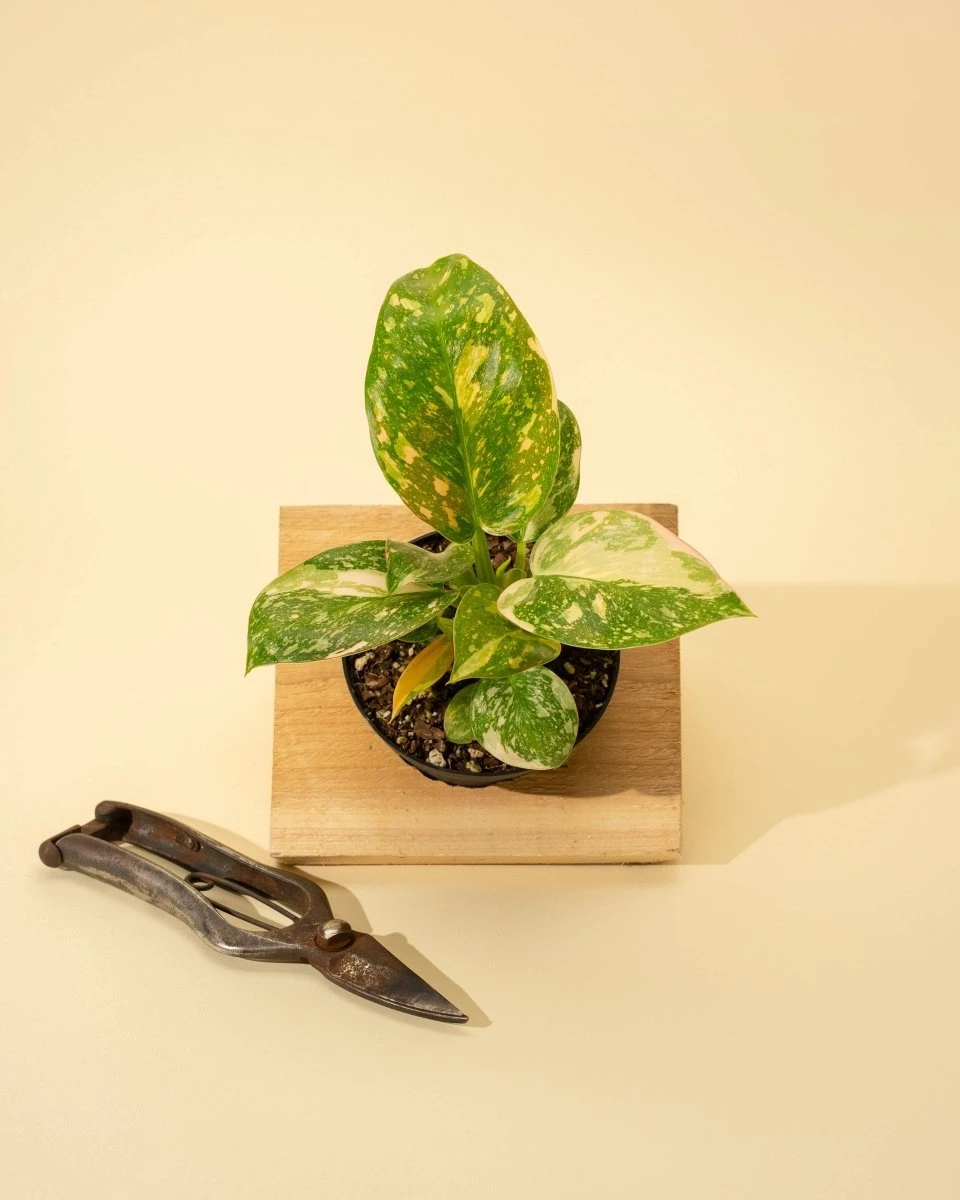 Rare Philodendron 'Copper Flame' – A Self-Heading Showstopper 13 Rare Philodendron 'Copper Flame' – A Self-Heading Showstopper - Image 11