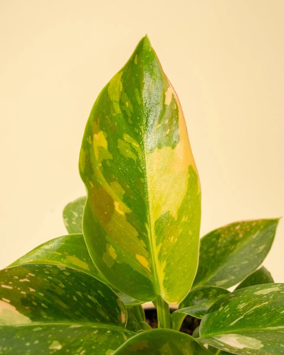 Rare Philodendron 'Copper Flame' – A Self-Heading Showstopper 12 Rare Philodendron 'Copper Flame' – A Self-Heading Showstopper - Image 10